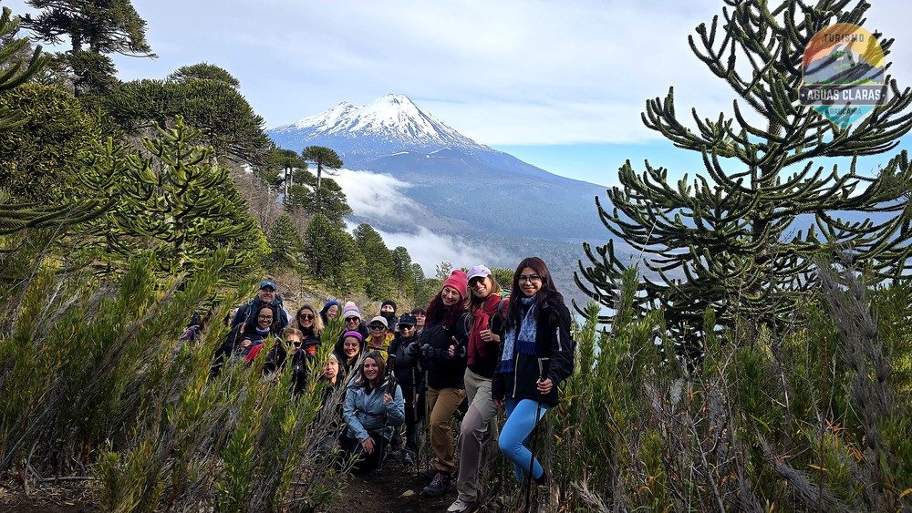 Grupo de viajeros junto a araucarias milenarias con un volcán nevado al fondo, en un tour por la Araucanía