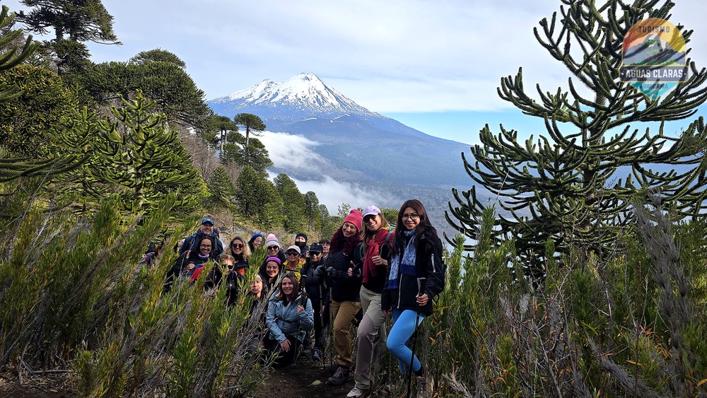Grupo en un sendero entre araucarias con el volcán Llaima de fondo