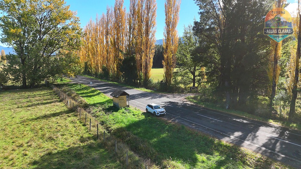 Camino rural de la Araucanía Andina bordeado de álamos en otoño, cerca de Melipeuco
