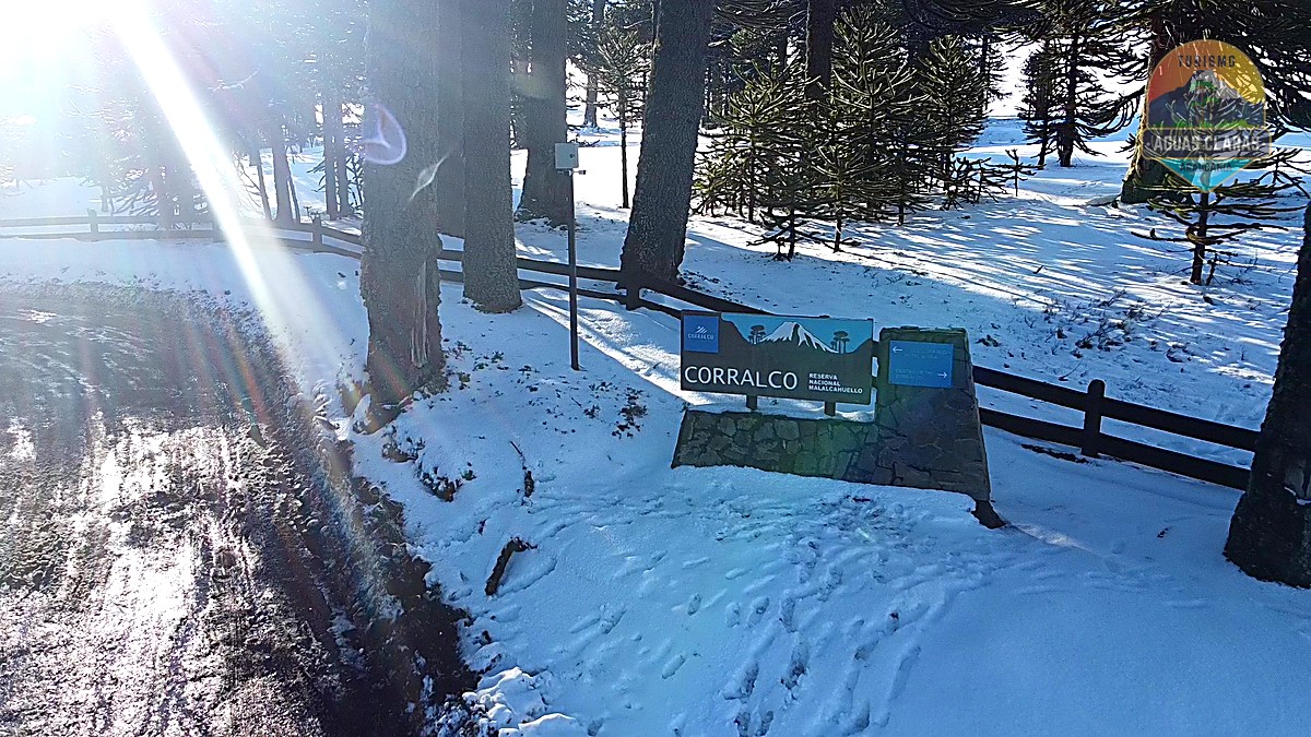 Letrero de Corralco entre araucarias cubiertas de nieve en la Reserva Nacional Malalcahuello